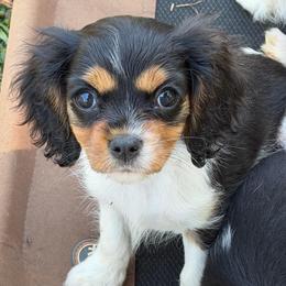Pebbles - Tri-color female Cavalier King Charles Spaniel puppy in Cleveland, Georgia from Cavalier Country Farm
