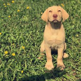 Labrador Retriever Puppies from Creekside Canines