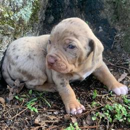 Female 2 - Red merle female Catahoula Leopard Dog puppy in Gadsden, Alabama from Rich Cat’s