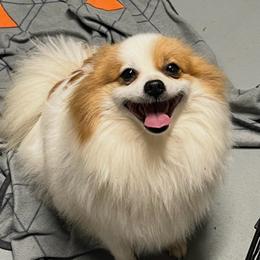 Chewy - Pomeranian