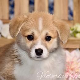 Rosie - Red female Pembroke Welsh Corgi puppy in East Canton, Ohio from Victorian Farms