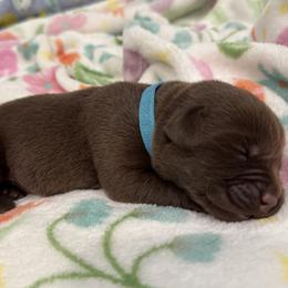 Blue - Chocolate male Labrador Retriever puppy in North East, Pennsylvania from Newara’s Dog House LLC
