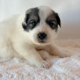 Confetti - White and badger female Great Pyrenees puppy in San Marcos, California from Faith Family Freedom Farm