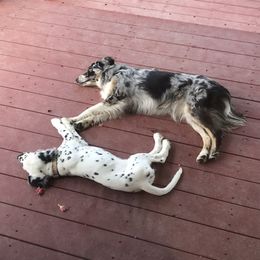 Dalmatian Puppies from Speckled Spots Dalmatians