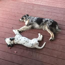Dalmatian Puppies from Speckled Spots Dalmatians