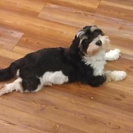 Ziebe - Havanese
