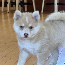 Eleanor - Merle female Pomsky puppy in Doon, Iowa from Luxury Pomsky