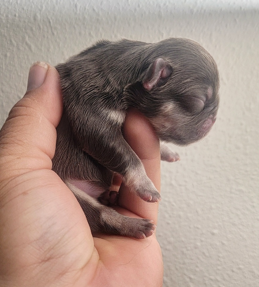 Girl 1 - French Bulldog puppy in Los Angeles, California from Kingz Frenchies
