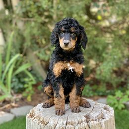 Poodle Puppies from Royal Ridge Poodles