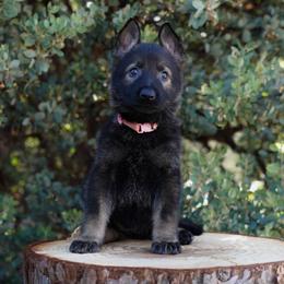 Azari - Sable female German Shepherd puppy in Coarsegold, California from Yosemite Shepherds