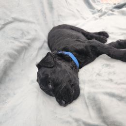 Poodle Puppies from Karla Skow