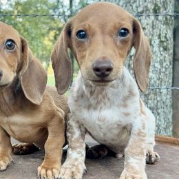 Boy 2 - male Dachshund puppy in Luther, Oklahoma from LutherLongDogs