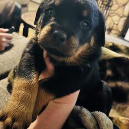 Rottweiler Puppies from Vom Arnold-Hause Rottweilers