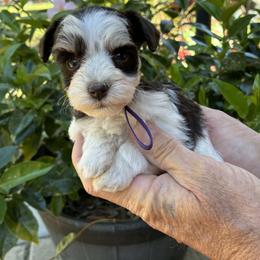 Lilly - Parti female Miniature Schnauzer puppy in Sylvania, Georgia from Southern Sky Miniature Schnauzers