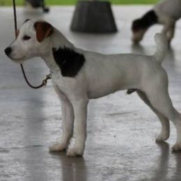 Jack Russell Terrier Puppies from SeaDog Jack Russell Terriers