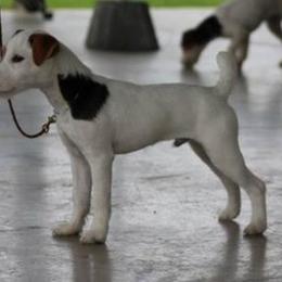 Jack Russell Terrier Puppies from SeaDog Jack Russell Terriers