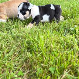 Champ Bella - Black tri-color female Bulldog puppy in Seattle, Washington from mama Myra bulldogs