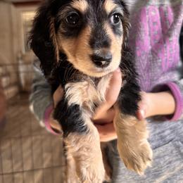 Musketeer - Black and cream male Dachshund puppy in Huntingdon, Pennsylvania from Indian Creek Springers and Doxies
