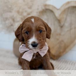 Oh Bother - Red  male Goldendoodle puppy in Roanoke Rapids, North Carolina from Sweeter than Honey Doodles