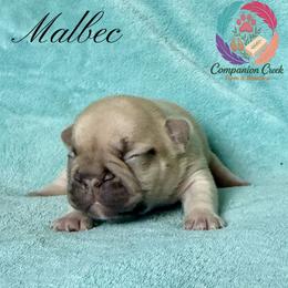 Malbec - Fawn male French Bulldog puppy in Bowman, Georgia from Companion Creek Farm