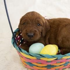 Goldendoodle, Irish Doodle, Labradoodle, and Poodle Puppies from Desert Doodles