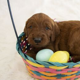 Goldendoodle, Irish Doodle, Labradoodle, and Poodle Puppies from Desert Doodles