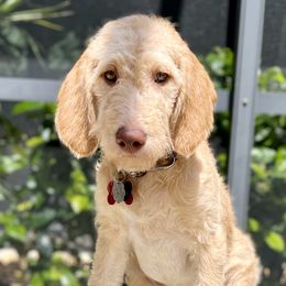 Lily - Double Doodle puppy in Bonita Springs, Florida from Doodle Den SWFL