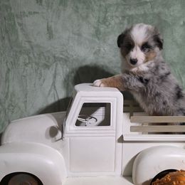 Turbo - Blue merle male Miniature Australian Shepherd puppy in Copperas Cove, Texas from Hidden Leaf Aussies
