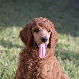 Poodles from Selah Standards