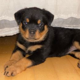 Rottweiler Puppies from Harris Hill Rottweilers