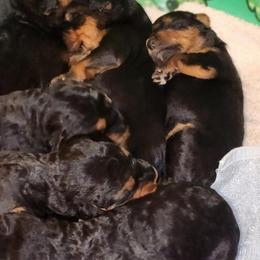 Airedale Terriers from Joanne Vohs
