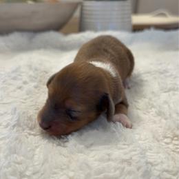 Roxy - Piebald female Dachshund puppy in Menifee, California from Dachshunds in SoCal
