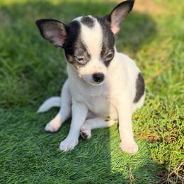 Annie - Black and white female Chihuahua puppy in Amity, Pennsylvania from Rhoda and Verna