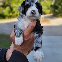 Assorted Doodle Crosses and Poodle Puppies from Jagged Oaks Farm