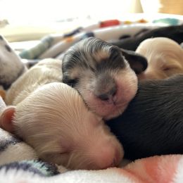 Dachshund Puppies from Dream Doxies