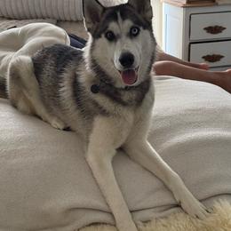 Dahlia - Siberian Husky