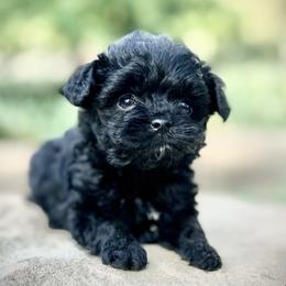 Cavapoo Puppies from Kelly Brooks