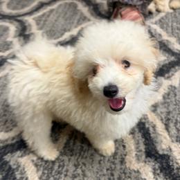Jackson - White male Poodle puppy in Birmingham, Alabama from Stormborn