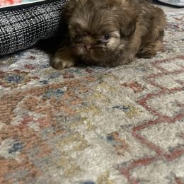 Girl 1 - Liver female Shih Tzu puppy in Bristol, Tennessee from Little Mil’s Shih Tzus