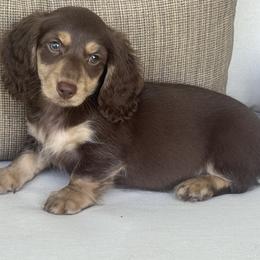 Chunk - Chocolate and tan male Dachshund puppy in Bentonville, Arkansas from Boujee Buns Dachshunds
