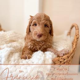 Cisco - Apricot male Goldendoodle puppy in California City, California from Summer Sun Doodles