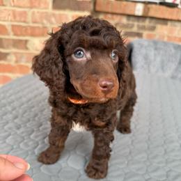 Orange Collar - Phantom male Poodle puppy in Huntsville, Alabama from Flint River Poodles