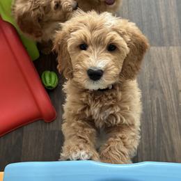 Bernedoodle and Goldendoodle Puppies from Wroth's Paws