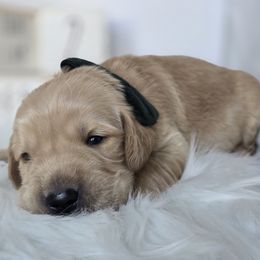 GREEN - Golden male Golden Retriever puppy in Grand Terrace, California from Southern Golden Retrievers