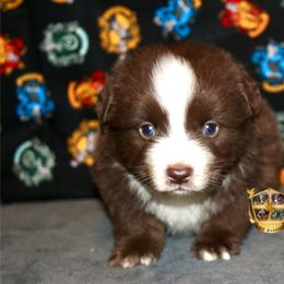 Spark - female Miniature Australian Shepherd puppy in El Dorado Springs, Missouri from HP Aussie Kennels