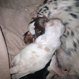 Tim - Piebald male Dachshund puppy in Paducah, Kentucky from Donette's Doxies