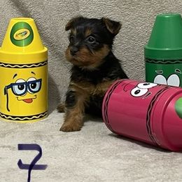 Australian Terrier Puppies from Firewalker Australian Terriers