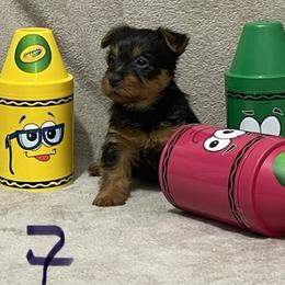 Australian Terrier Puppies from Firewalker Australian Terriers