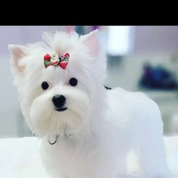 Yorkshire Terrier Puppies from 3Hpartiyorkies