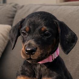 Miss Prissy - Black and rust female Doberman Pinscher puppy in Wellington, Ohio from Jessie (TDD, llc)
